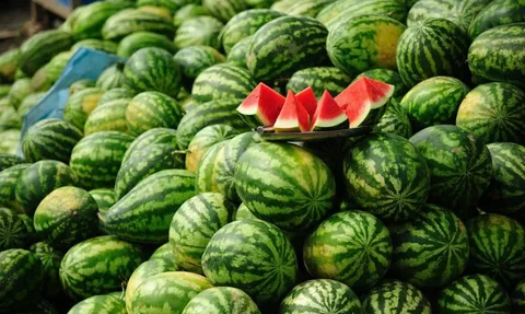 قیمت خرید هندوانه درجه یک + فروش ویژه